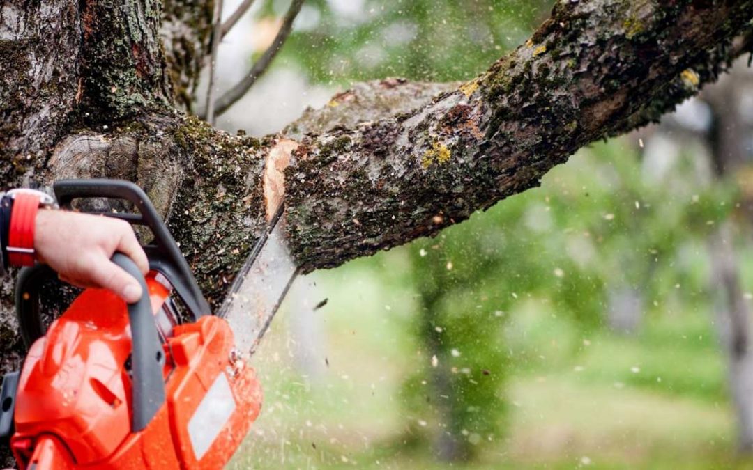Décembre : un mois propice à l’élagage dans les Pyrénées-Orientales