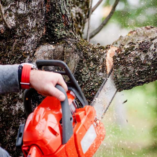 elagage-abattage-arbres-elagueur-paysagiste-rivesaltes- espira-de-l-agly- cases-de-pene-66