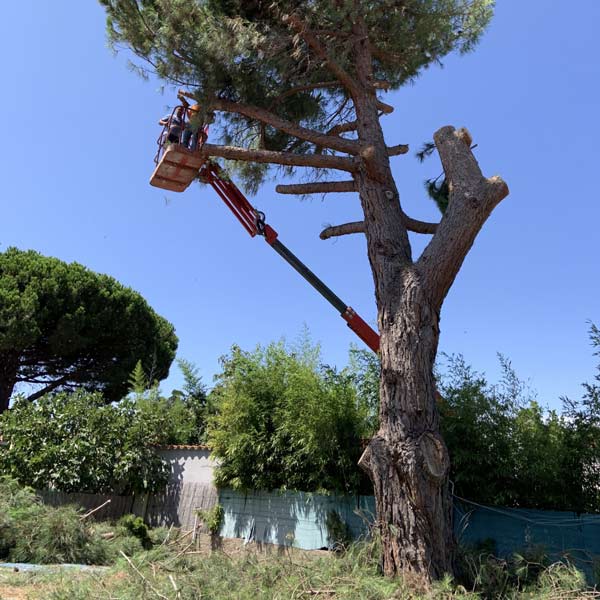elagage-arbre-abattage-pyrenees-orientales-66