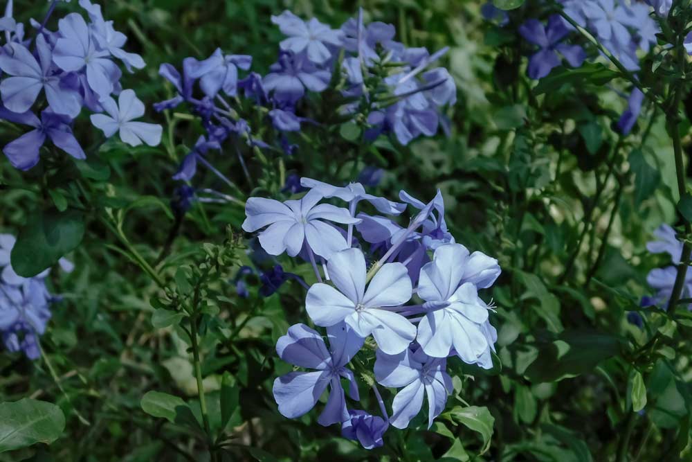 Concevoir un jardin personnalisé adapté à votre espace dans les Pyrénées-Orientales