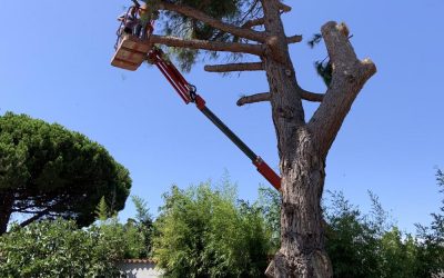 Abattage des arbres pourris ou creux : précautions et méthodes