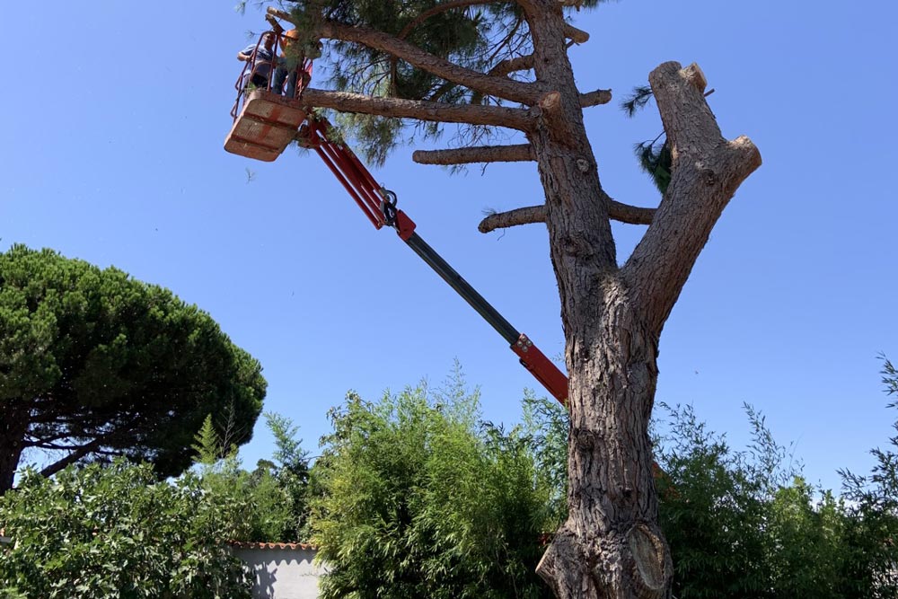 Abattage des arbres pourris ou creux : précautions et méthodes