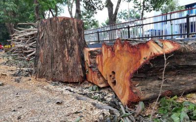 Abattage d’arbre dans les Pyrénées-Orientales : faut-il une autorisation ?