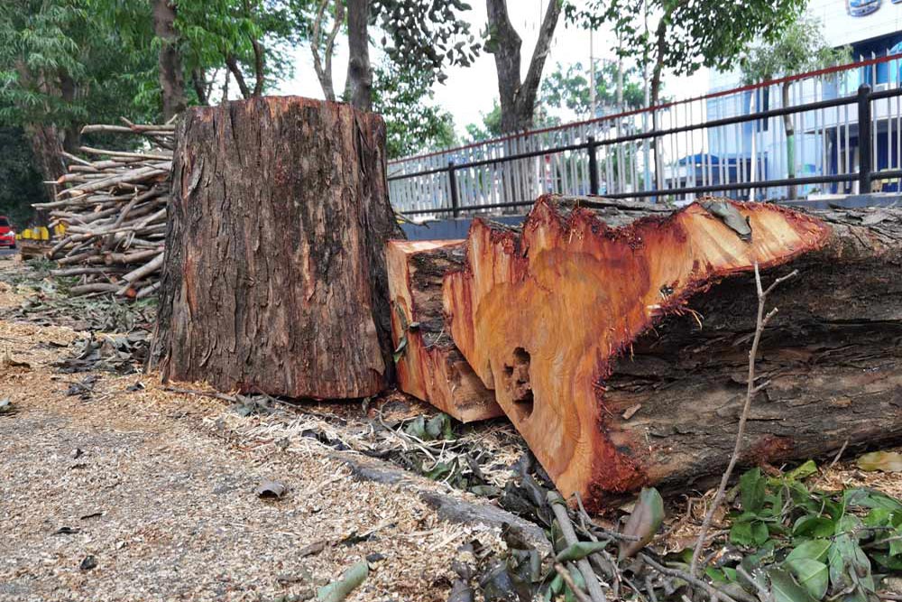 Abattage d’arbre dans les Pyrénées-Orientales : faut-il une autorisation ?