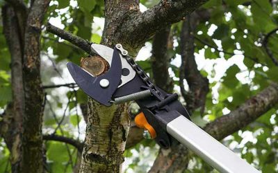 Élagage des arbres dans le 66 : les bonnes et les mauvaises pratiques