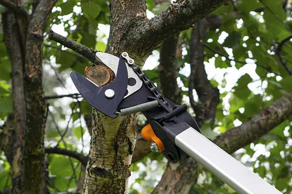 elagage-arbres-bonnes-pratiques-perpignan-pyrenees-orientales-66