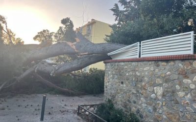 Intervention tempête Nils : enlèvement d’arbres & branches dans le 66