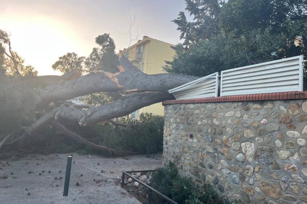 tempete-nils-enlevement-arbres-branches-perpignan-pyrenees-orientales-66-jordan-paysages